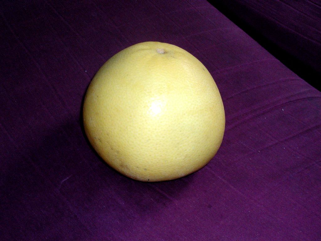 Cây bưởi