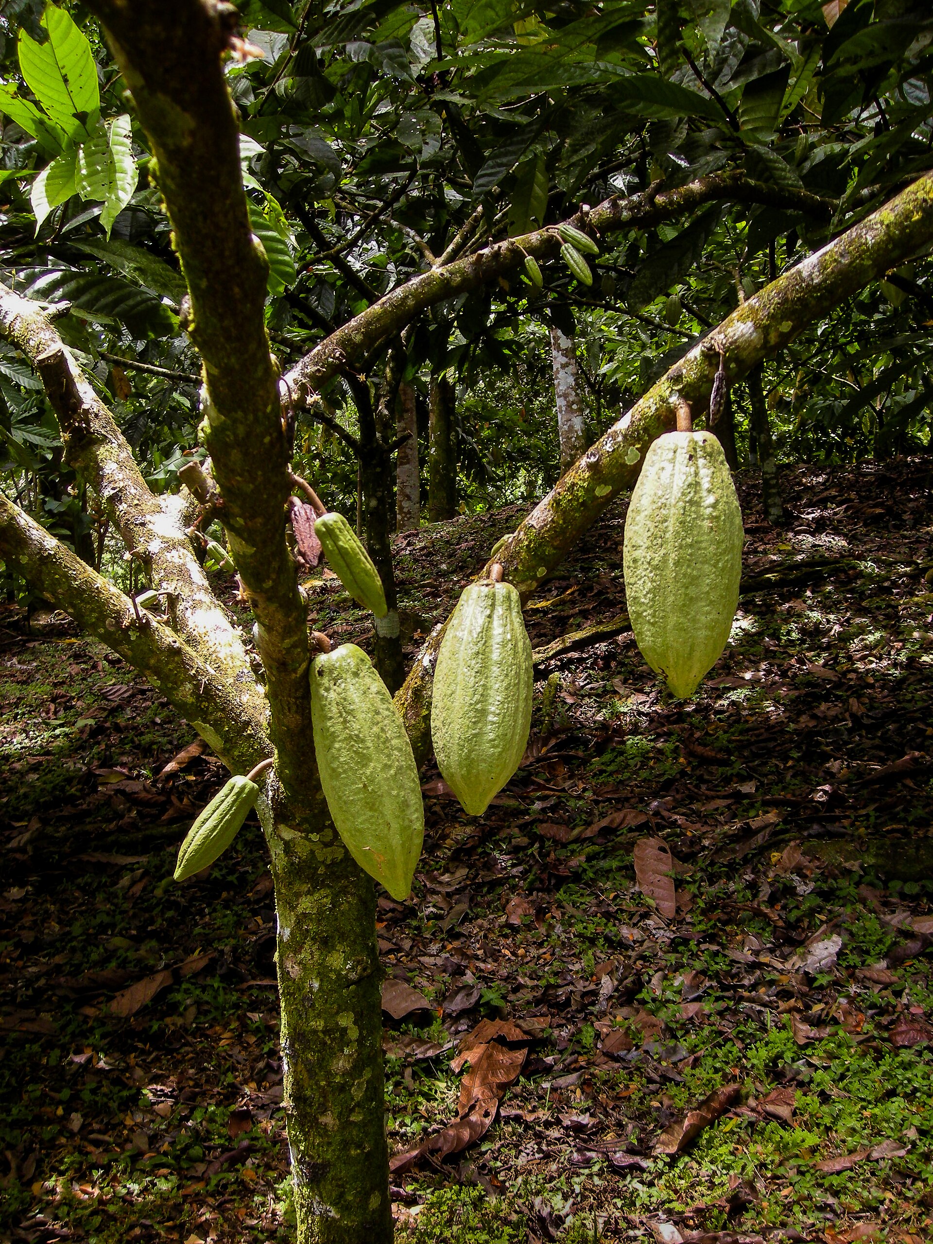 Quả ca cao trên thân