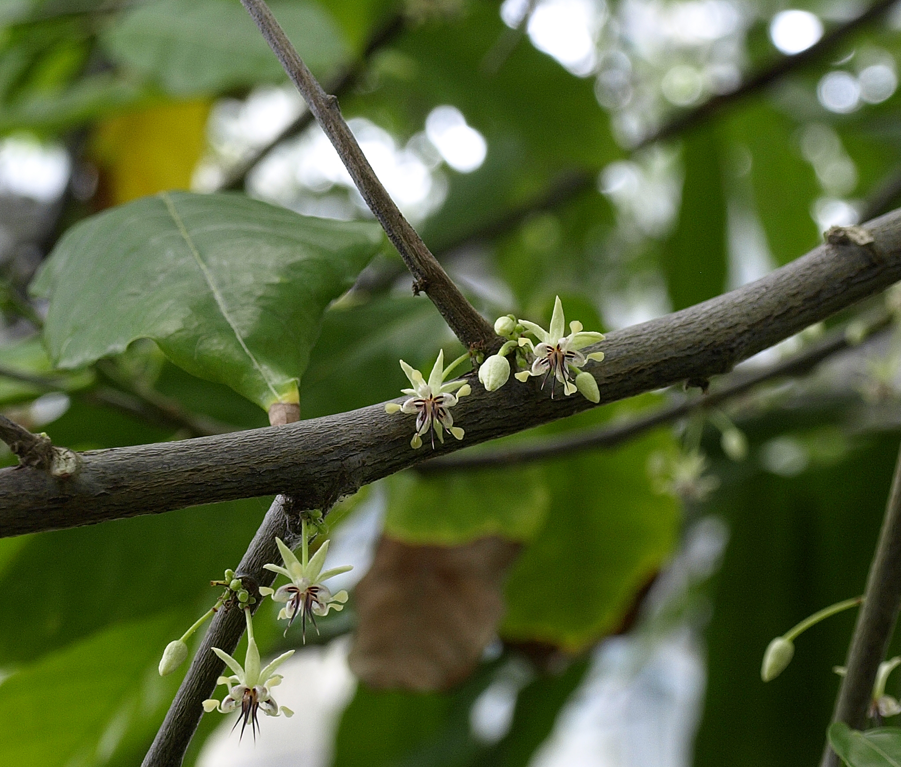 Cây ca cao dưới tán