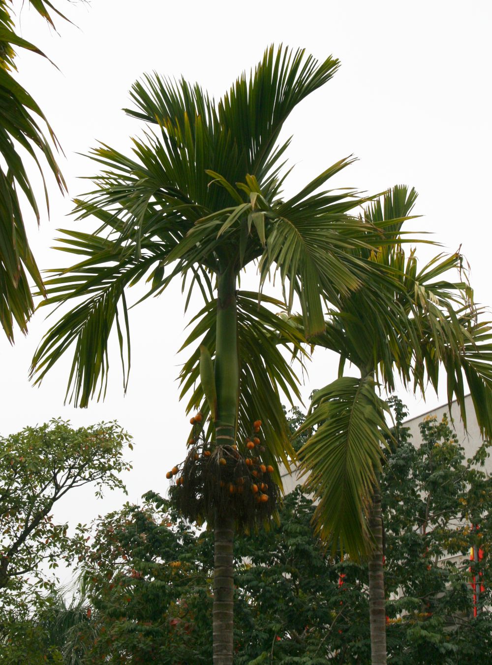 Cây cau Areca catechu