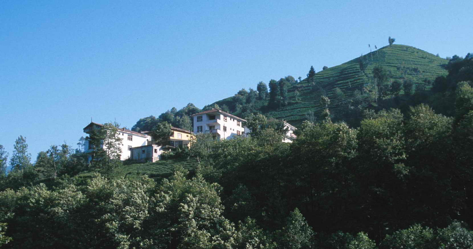 Búp chè tươi