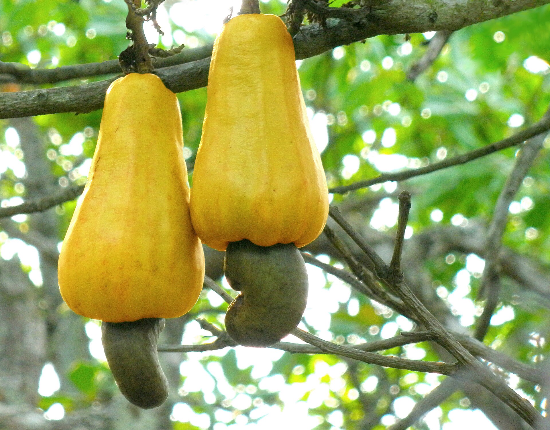 Trái điều và hạt