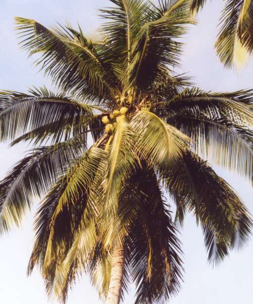 Cây dừa