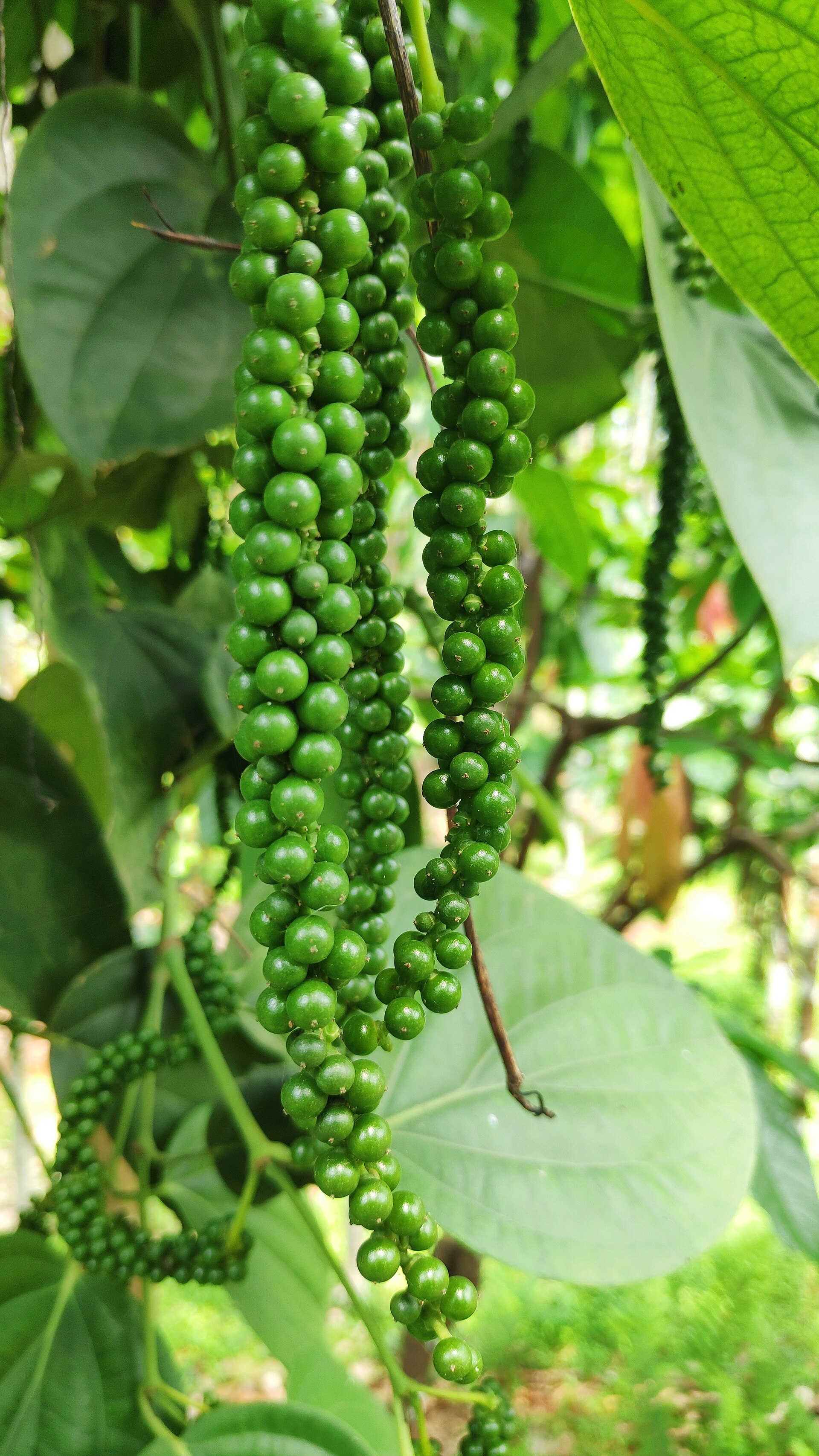 Gié hồ tiêu xanh trên dây