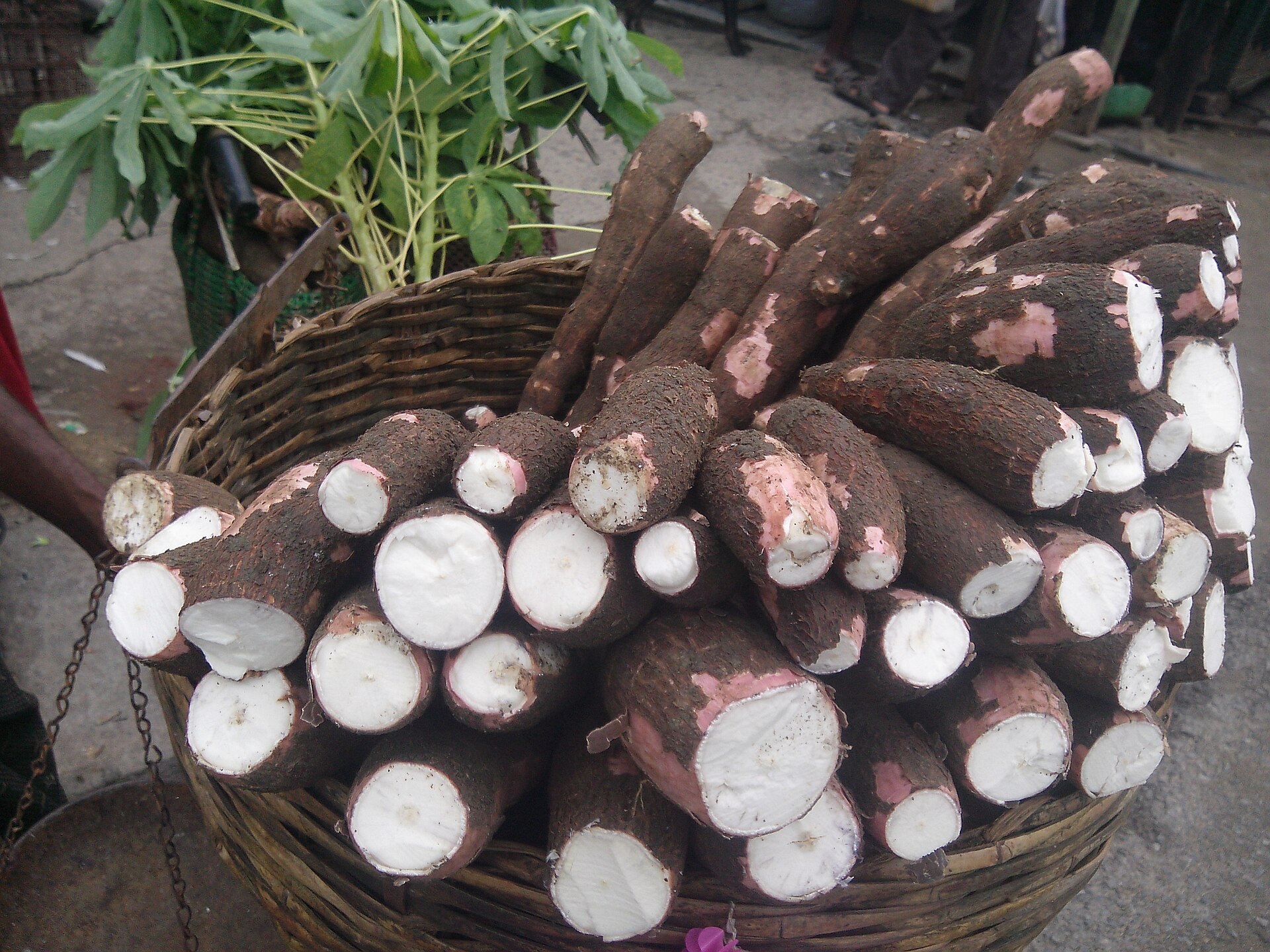 Củ sắn