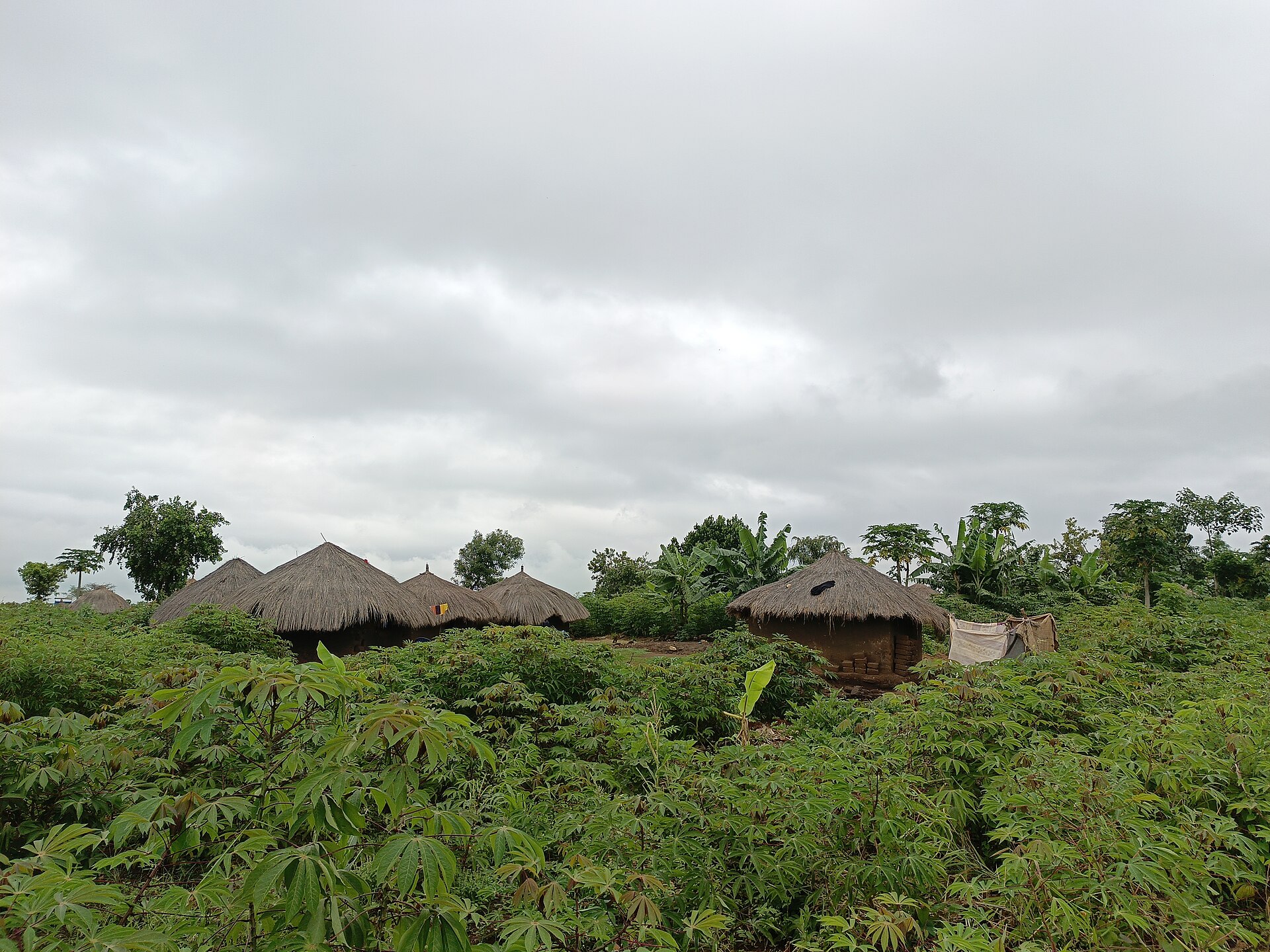 Ruộng sắn
