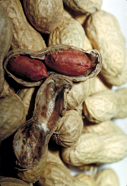 Củ lạc