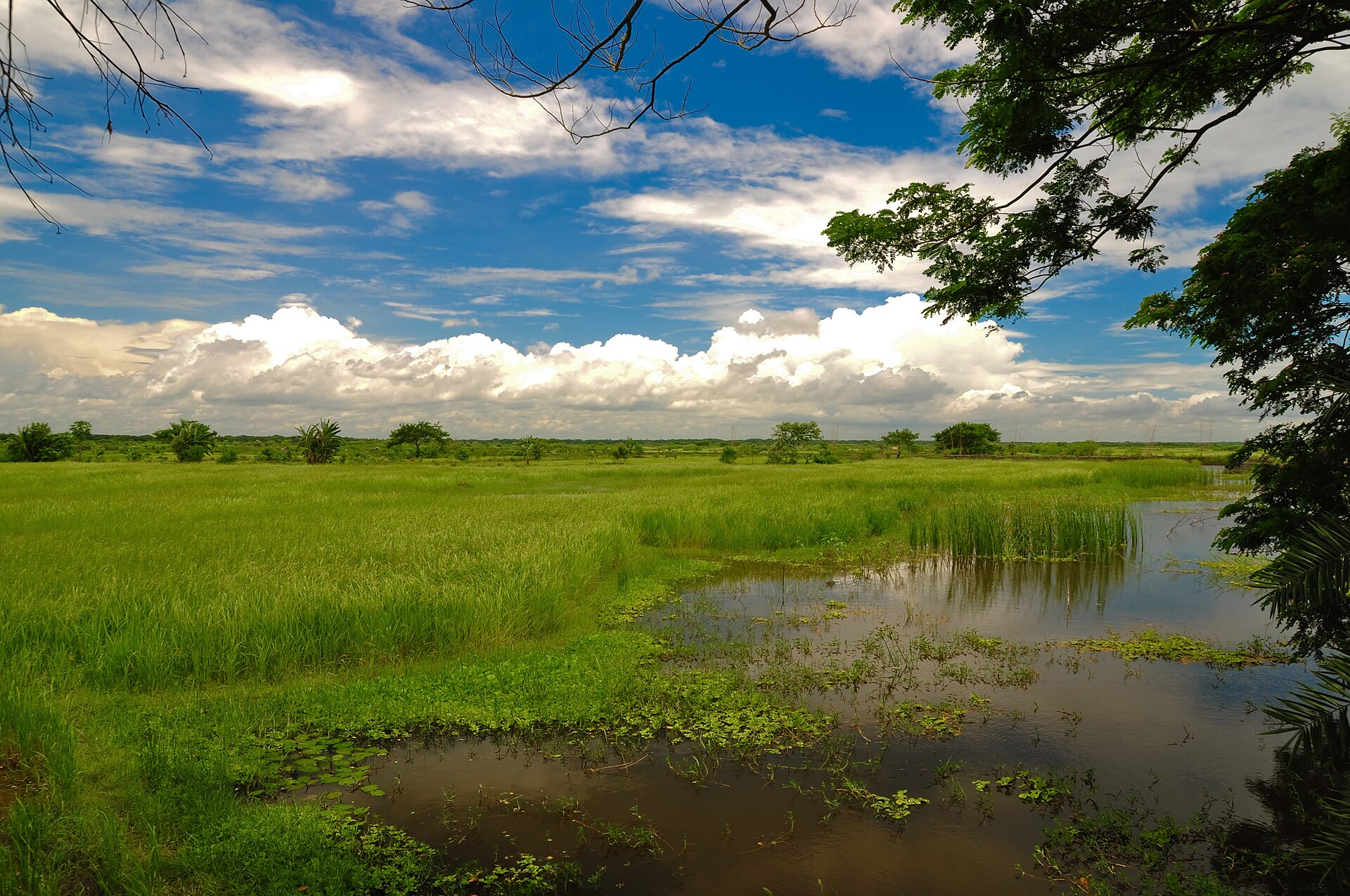 Ruộng lúa Việt Nam