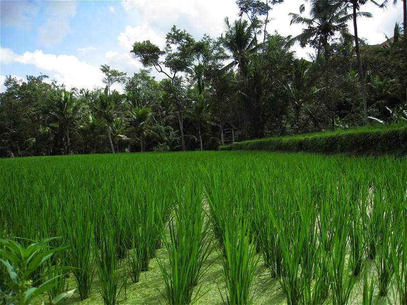 Hạt lúa