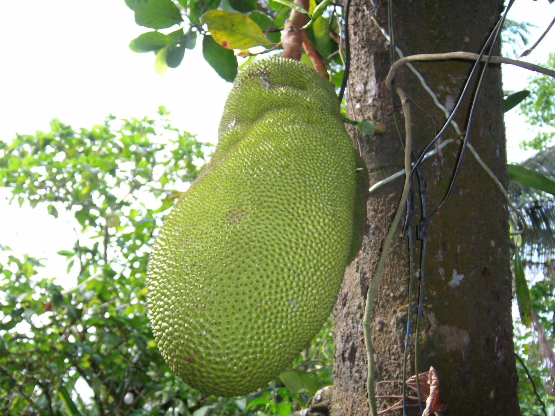 Trái mít trên thân