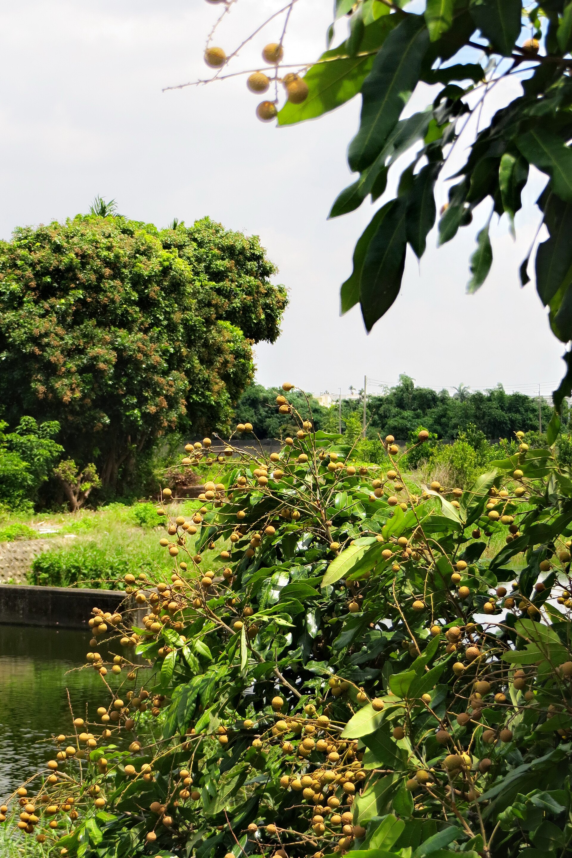 Cây nhãn