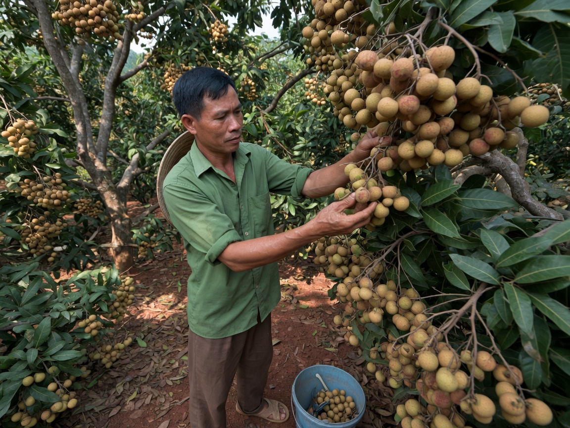 Nhà vườn Hưng Yên bên cây Nhãn