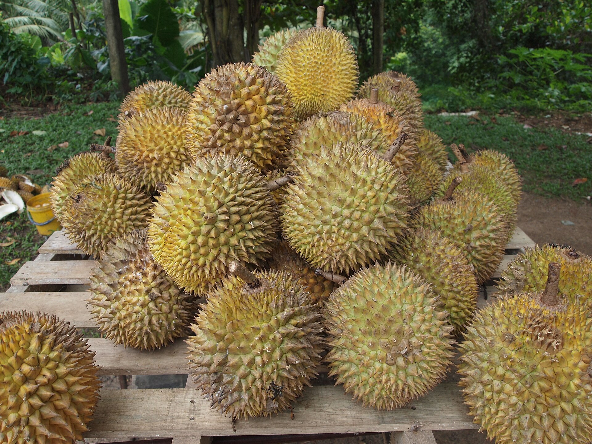 Trái sầu riêng chín trên cành