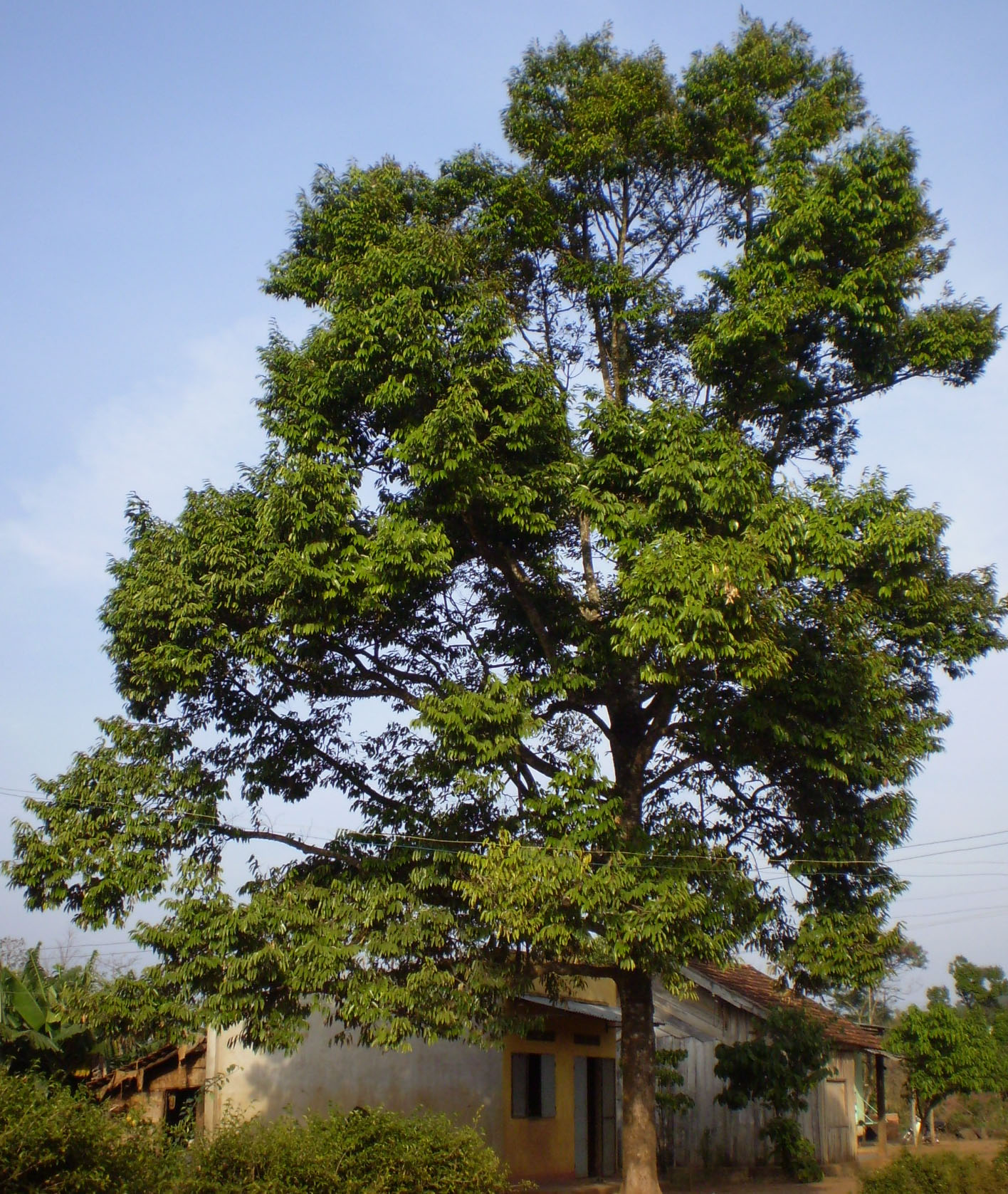Cây sầu riêng trong vườn