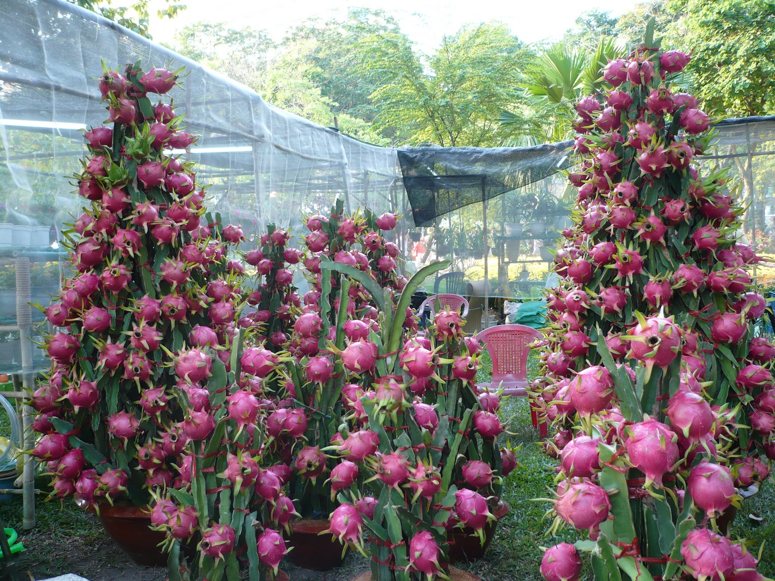 Vườn thanh long trên trụ