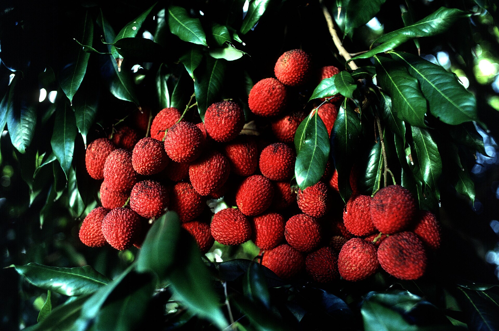Chùm vải chín