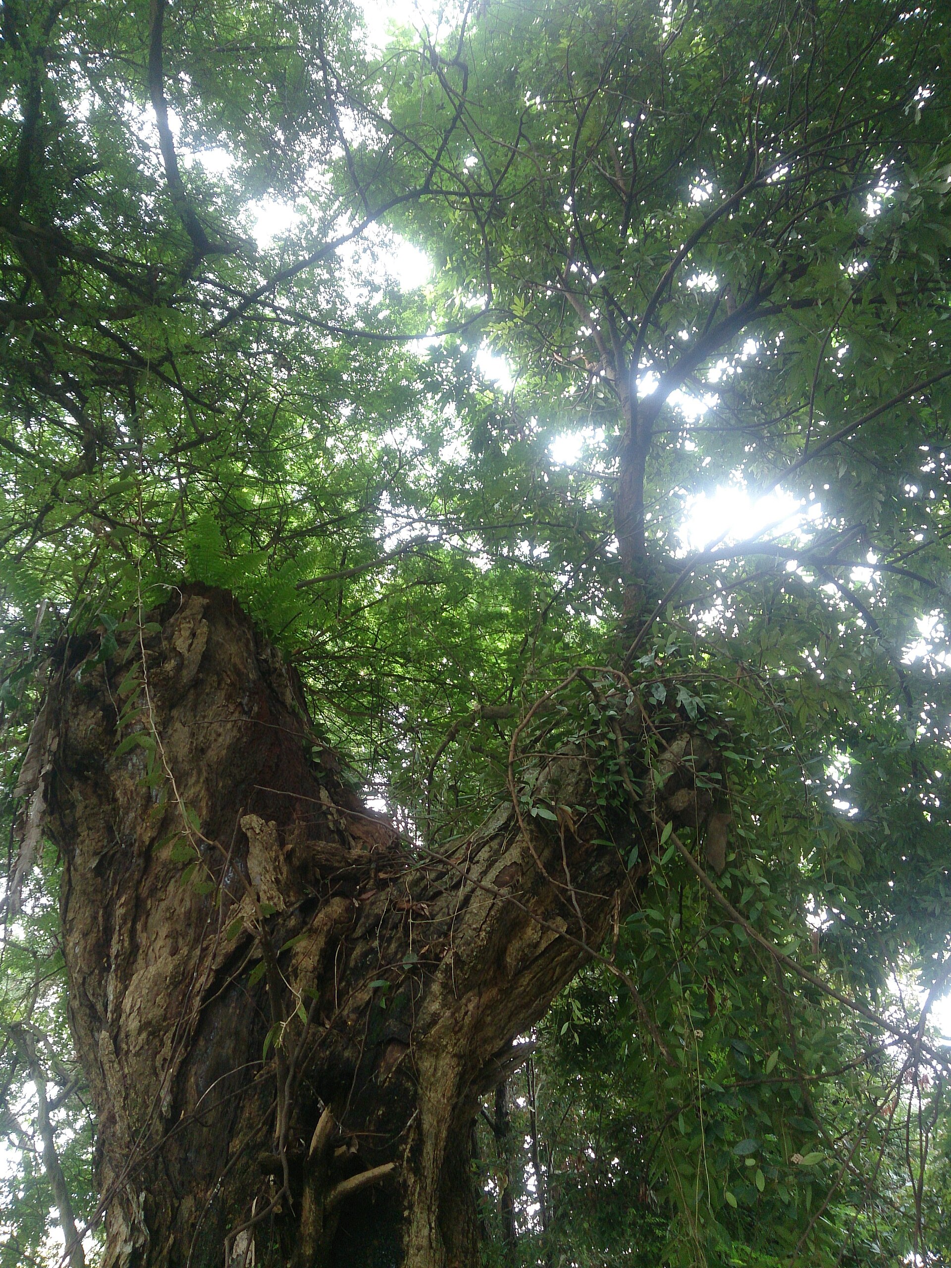 Cây vải