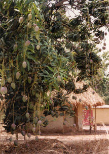 Vườn xoài